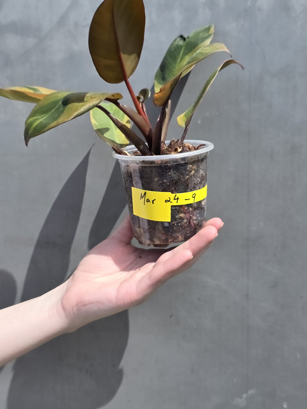 rare black potted plant