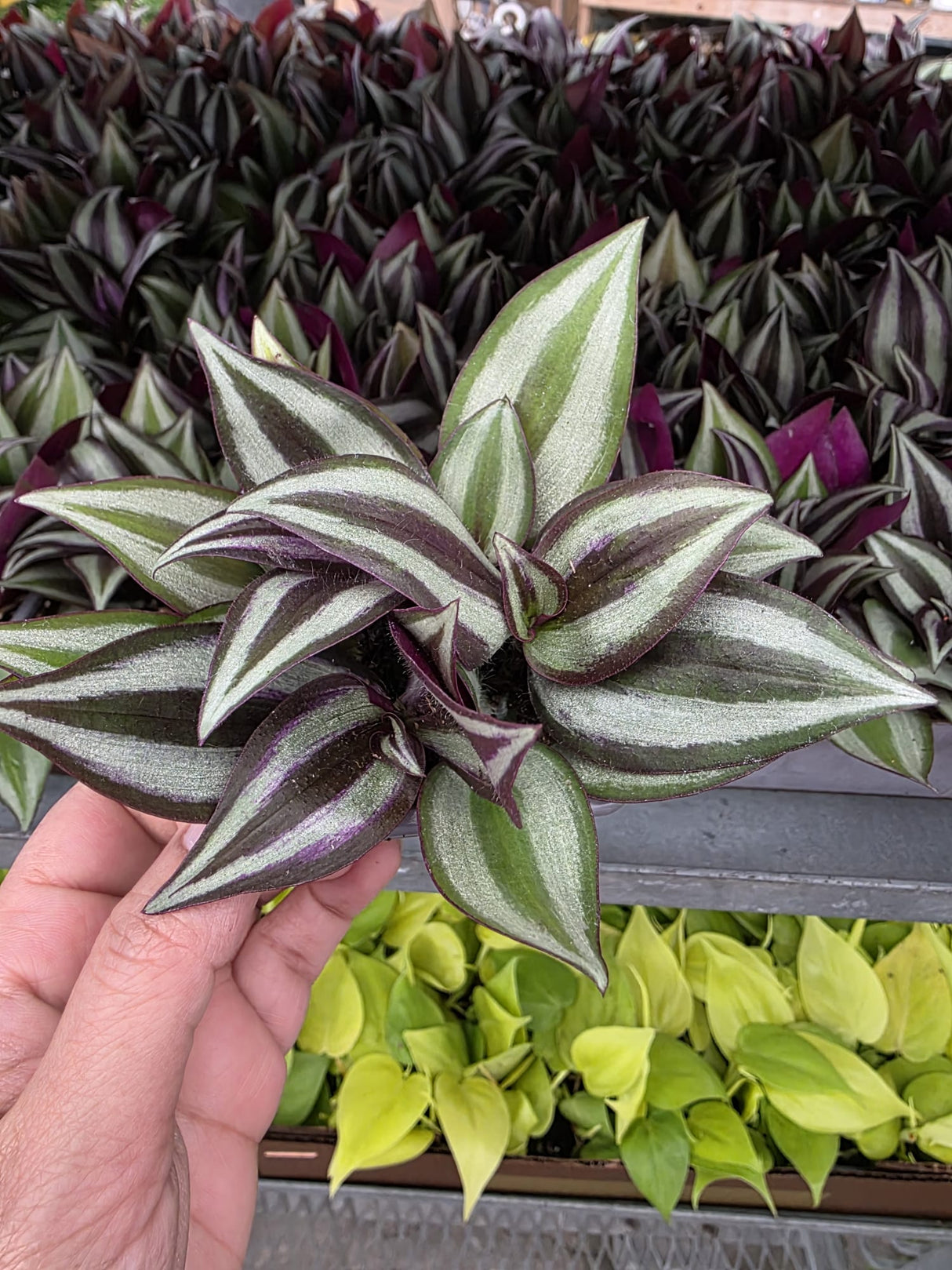 Silver Wandering Jew