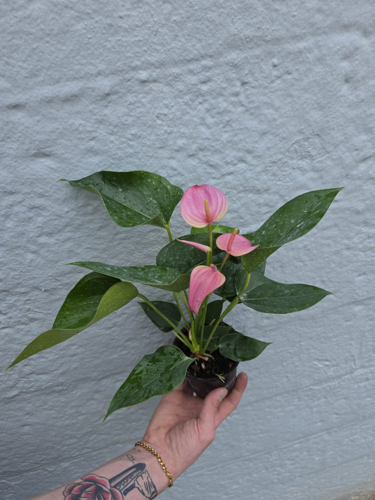flamingo flower