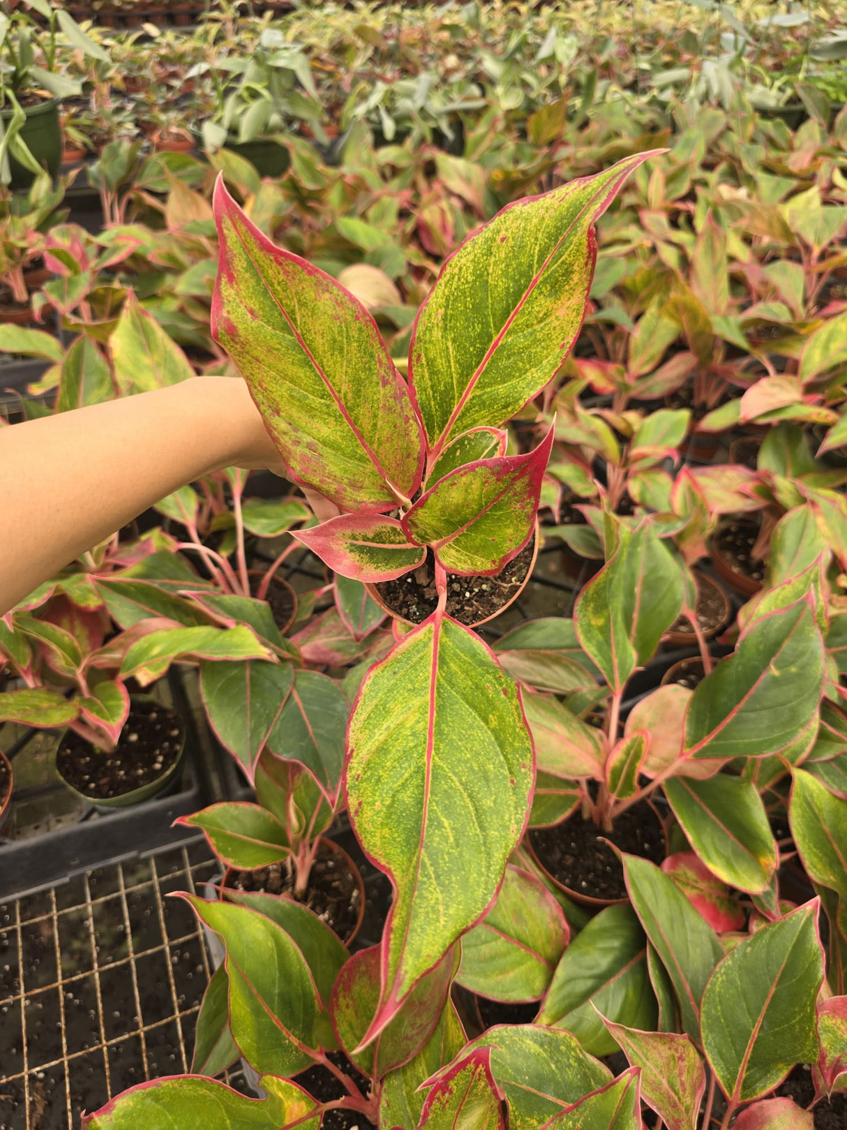 Aglaonema Siam Aurora