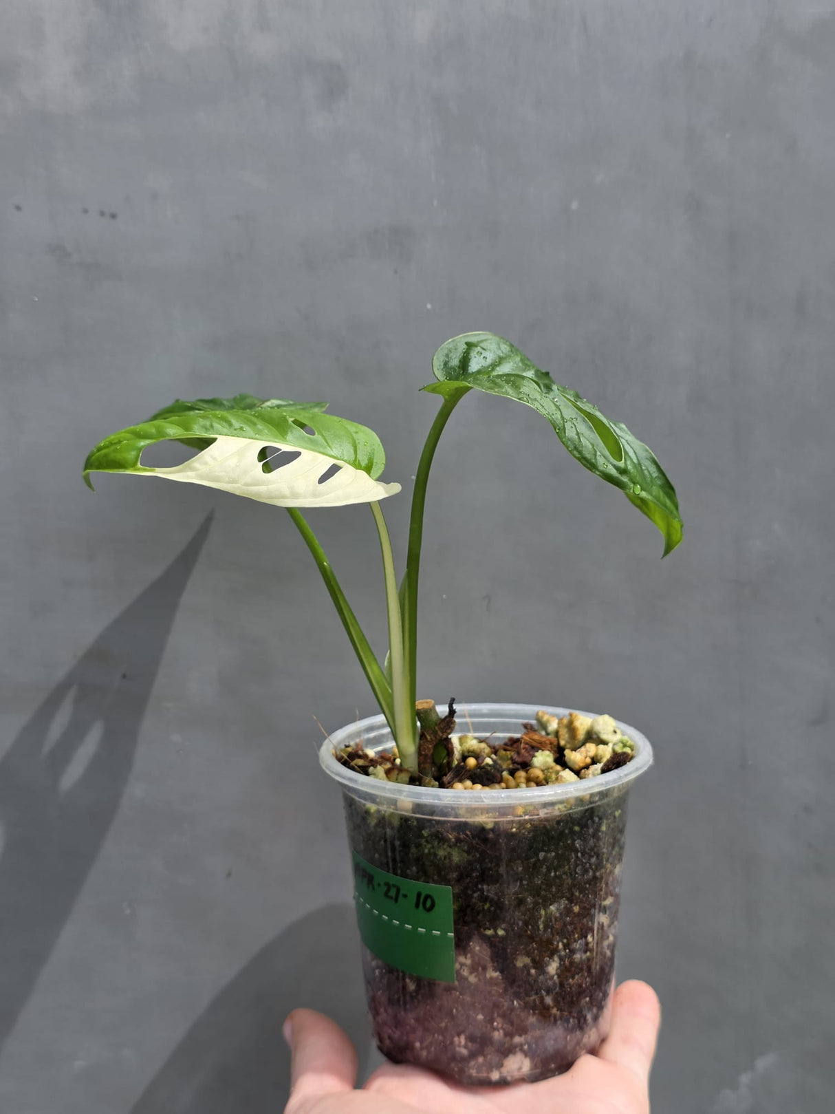 Variegated Monstera Adansonii Albo Live Plant -Rare Swiss Cheese EXACT Same Plant - Beginners Plant - US Seller