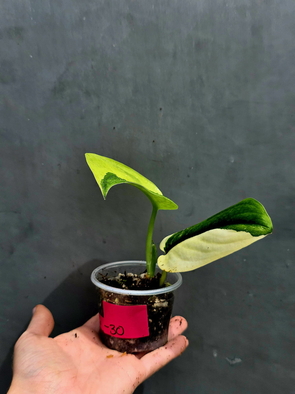 Scindapsus Jade Satin Variegated Plant - Rare Tropical - EXACT Same Plant - US Seller