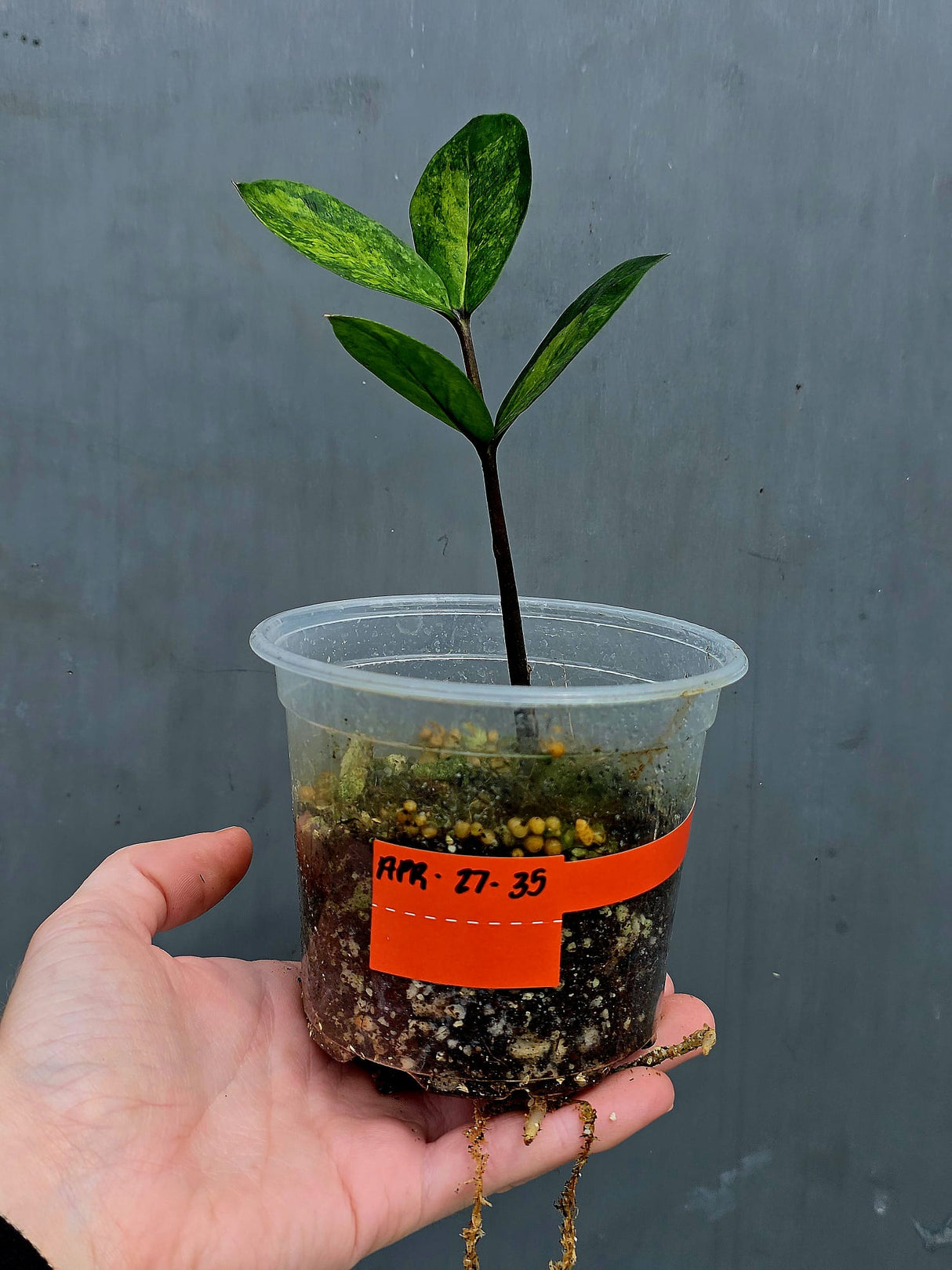 Variegated ZZ Gold Live Plant - Rare Zamioculcas Zamiifolia Variegata - Indoor Houseplant - Collector's Aroid - EXACT Same Plant - US Seller