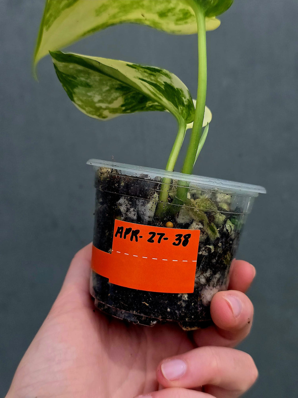 Scindapsus Jade Satin Variegated Plant in a Nursery Pot - Rare Tropical - EXACT Plant - US Seller