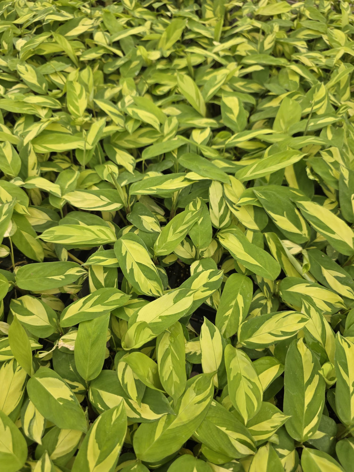 Calathea Golden Mosaic