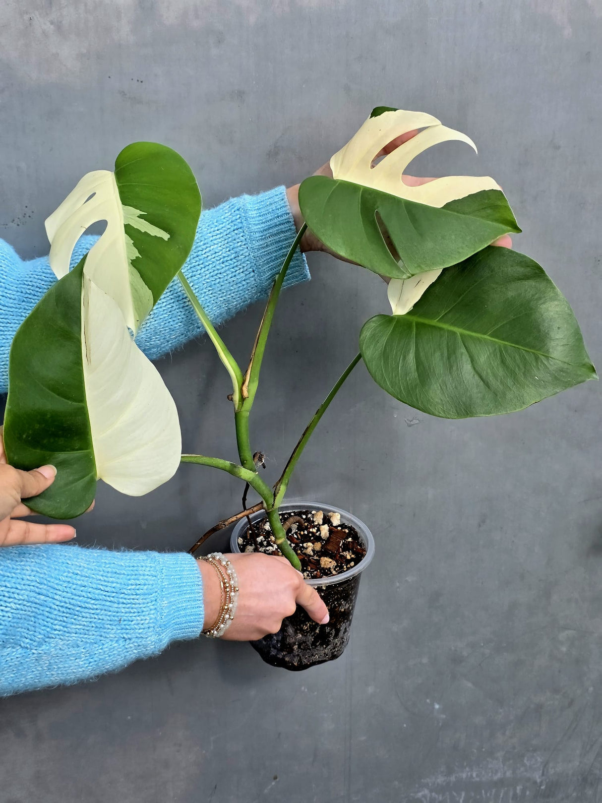 Rare Variegated Monstera Albo Half-Moon Leaf Plant - White Albo Borsigiana Plant - EXACT Plant - US Seller