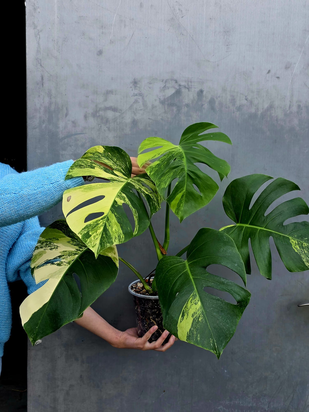 Monstera Aurea Variegated Borsigiana Live plant - Monstera Marmota Large Form - EXACT Same Plant - US Seller