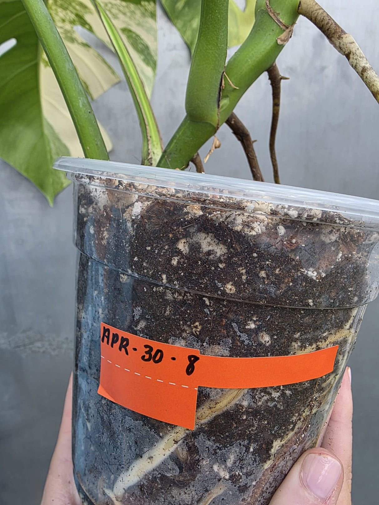 Monstera Aurea Variegated Borsigiana Live plant - Monstera Marmota Large Form - EXACT Same Plant - US Seller