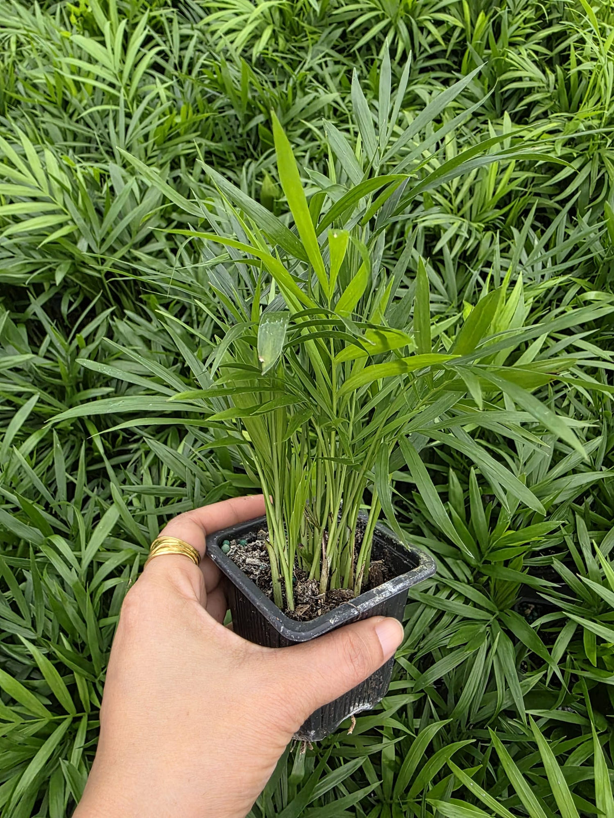 Parlour Palm