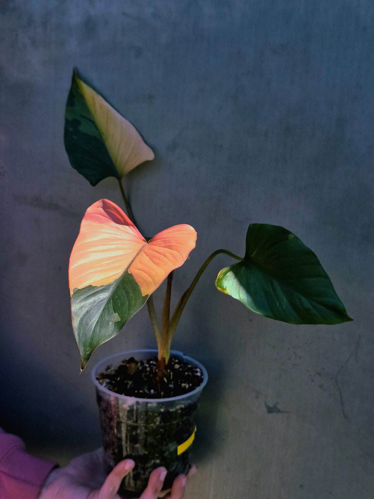 Variegated Homalomena Pink Diamond Live Plant - Rare Pink Foliage Houseplant - Collector's Aroid - Exact Same Plant - US Seller