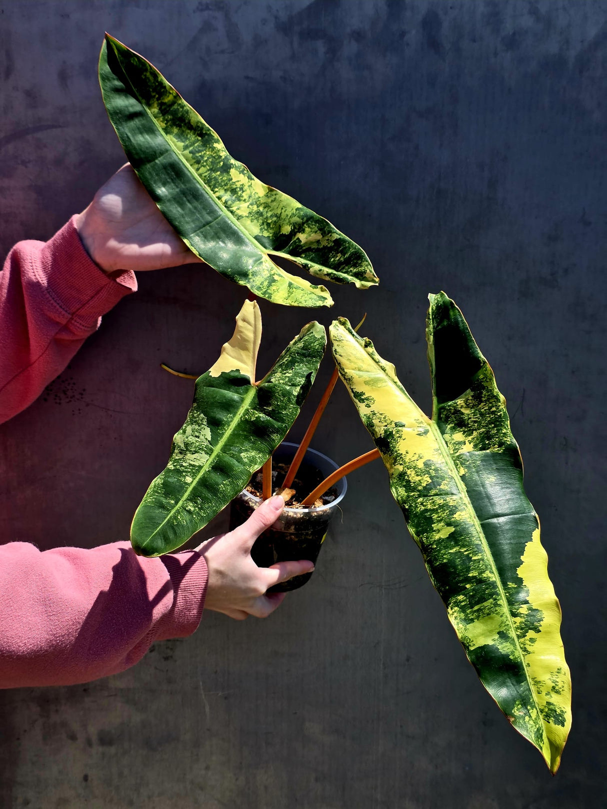 Variegated Philodendron Billietiae Live Plant - Rare Large Leaf Philodendron - Exact Same Plant - US Seller