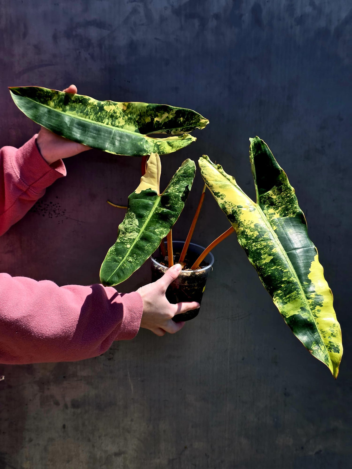 Variegated Philodendron Billietiae Live Plant - Rare Large Leaf Philodendron - Exact Same Plant - US Seller