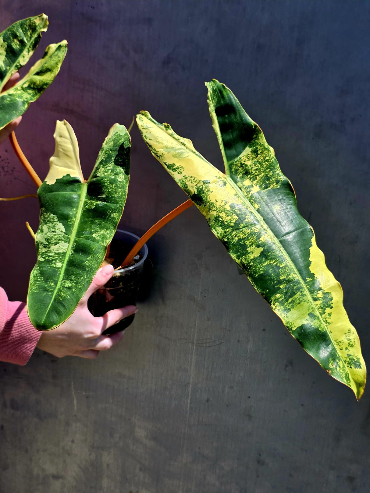 Variegated Philodendron Billietiae Live Plant - Rare Large Leaf Philodendron - Exact Same Plant - US Seller