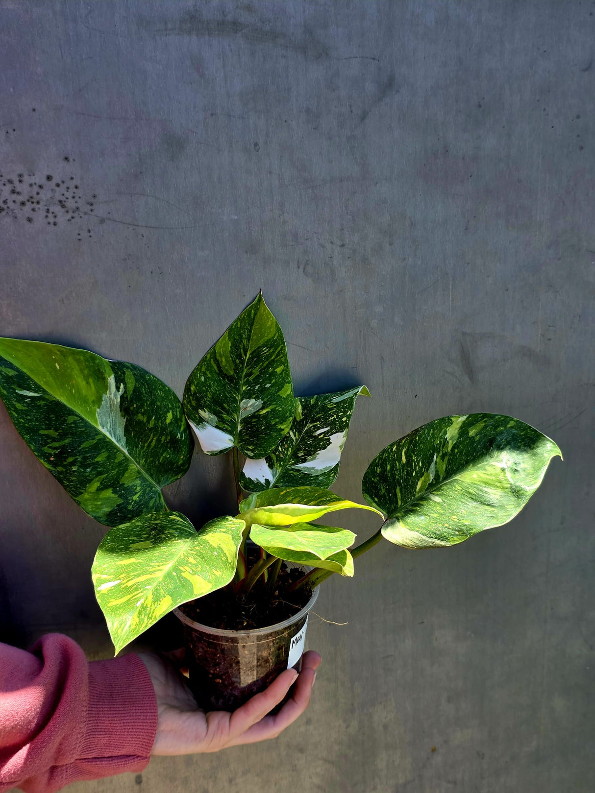 Variegated Philodendron White Princess Tricolor - Super Rare Live Collector Plant - Pink White Green Indoor Climbing Houseplant - US Seller