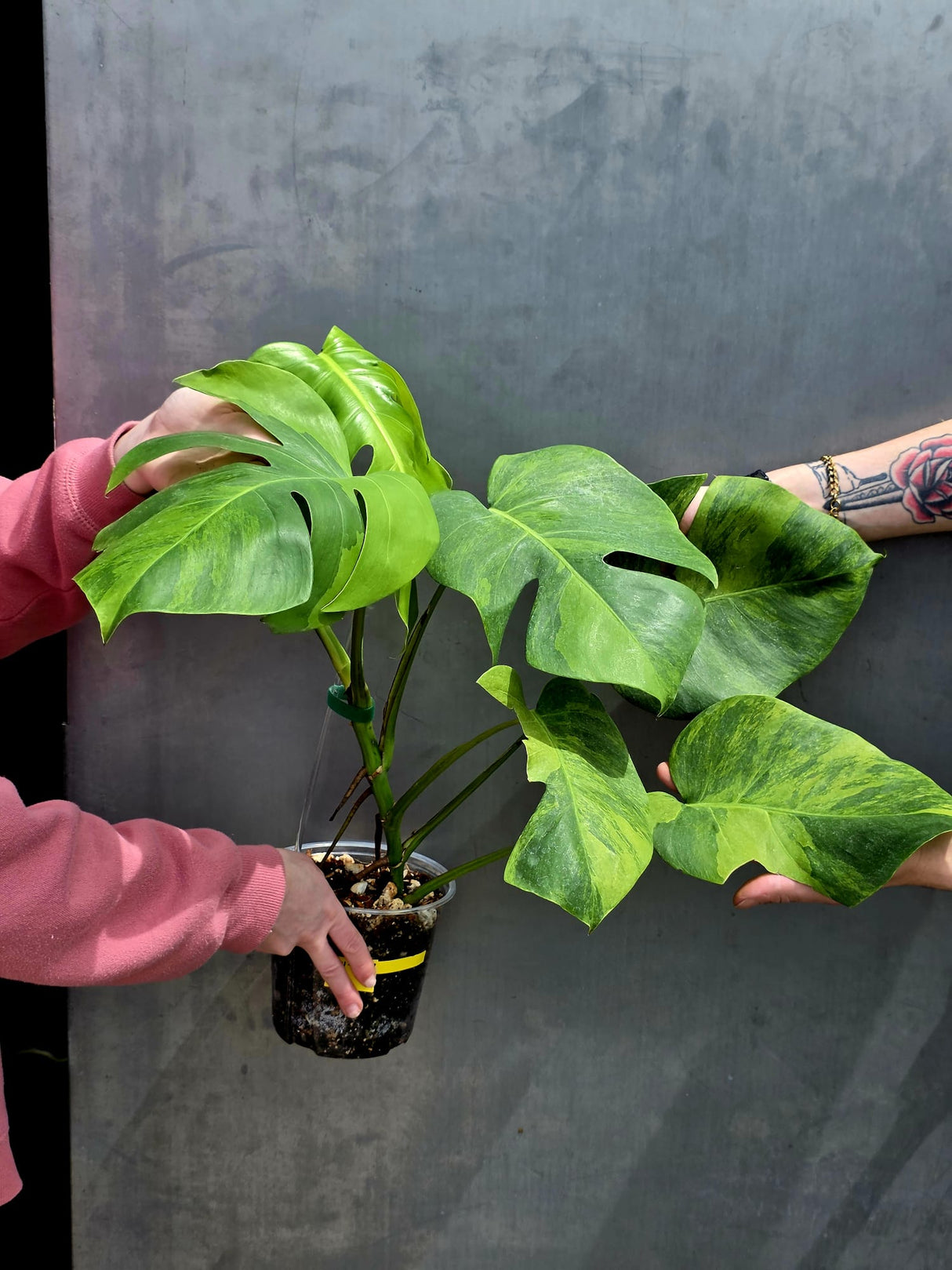 Super Rare Variegated Monstera Green on Green Plant - Variegated Monstera Top Cut Potted Plant - Collector's Indoor SAME Plant