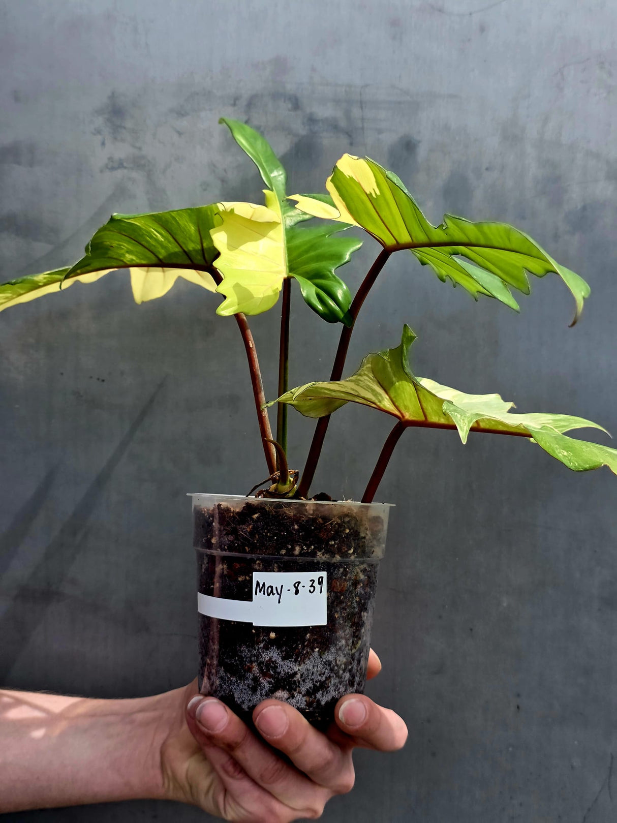 Variegated Philodendron Florida Beauty x Mayoi - Super Rare Plant - Exact Same Plant - US Seller