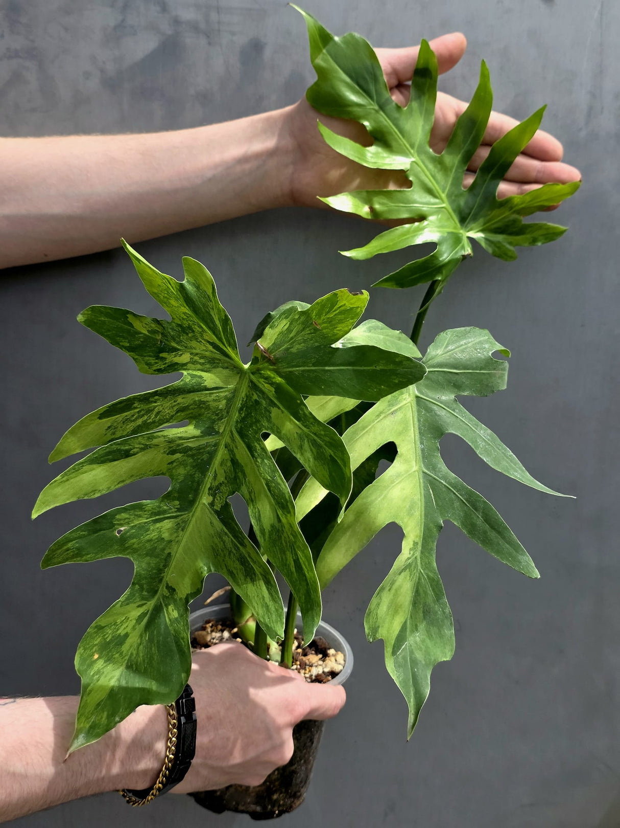 Philodendron Radiatum Variegated Exact Plant - US SELLER Rare - Indoor Rare Plant US seller (Copy)
