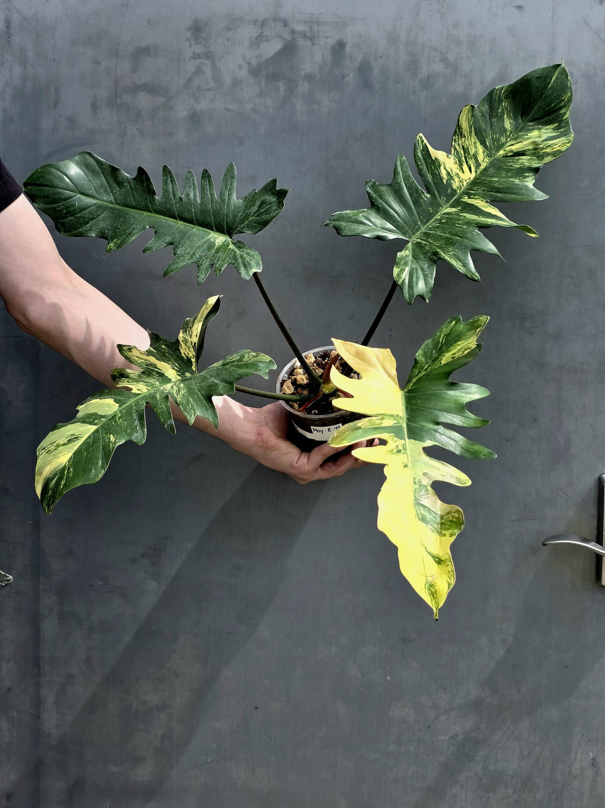 Variegated Philodendron Florida Beauty x Mayoi - Extremely Rare Collector Aroid Live Plant - Exact Same Plant - US Seller