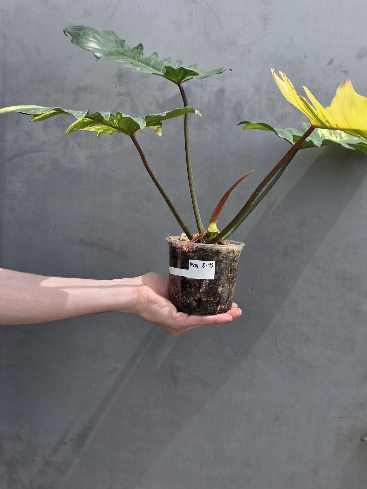 Variegated Philodendron Florida Beauty x Mayoi - Extremely Rare Collector Aroid Live Plant - Exact Same Plant - US Seller