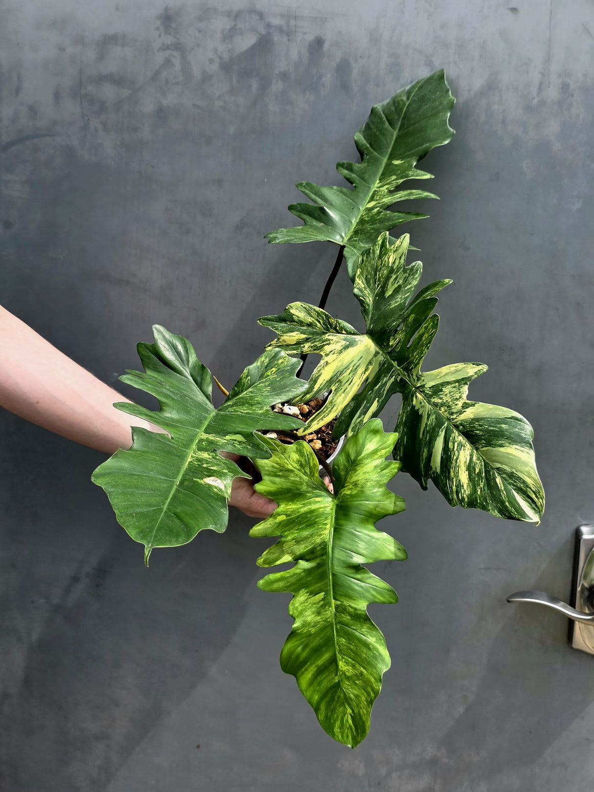 Variegated Philodendron Florida Beauty x Mayoi - Extremely Rare Collector Aroid Live Plant - Exact Same Plant - US Seller