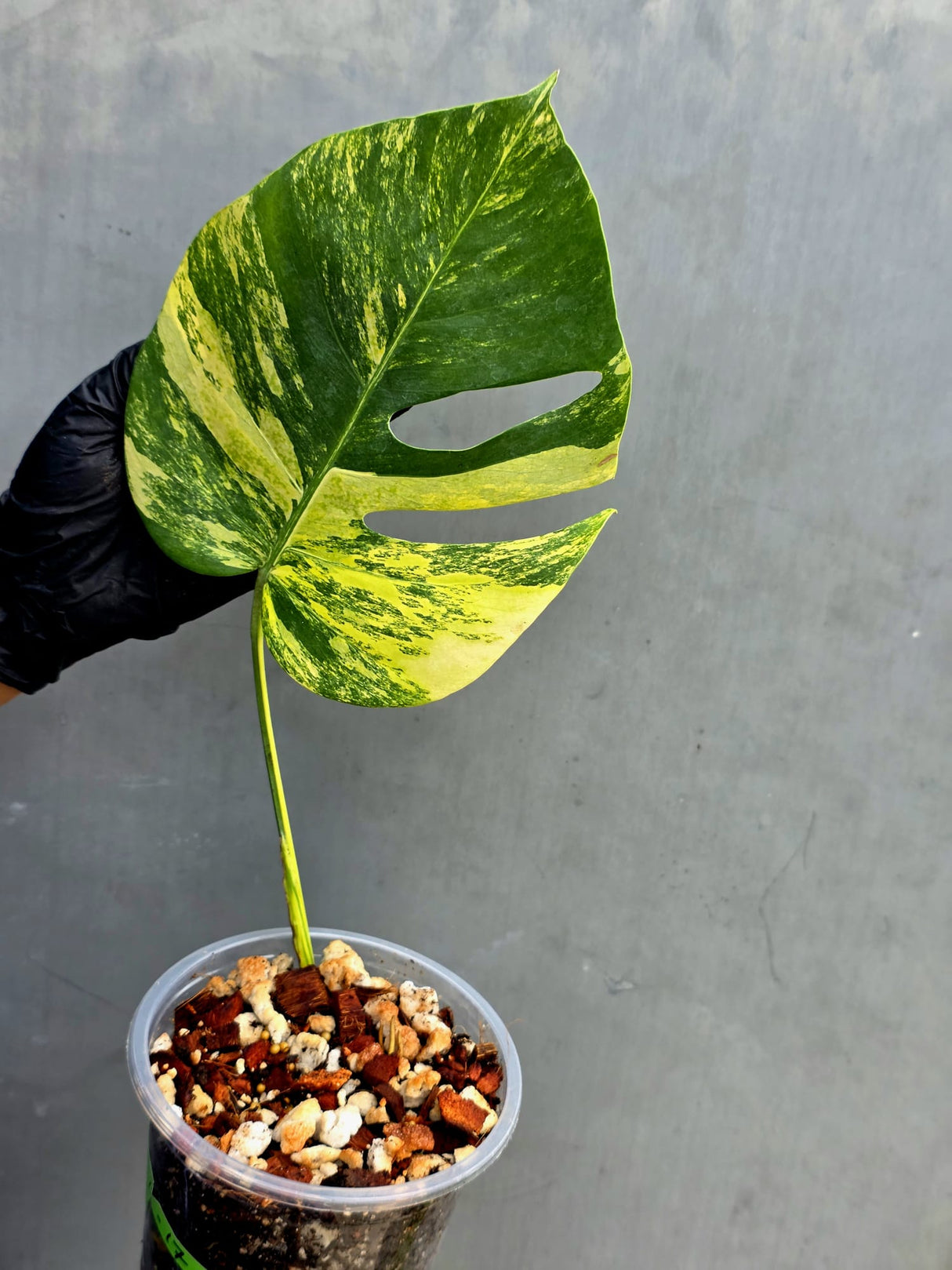 Monstera Aurea Variegated Borsigiana Live Plant - Rare Monstera Marmota - Exact SAME Plant - US Seller