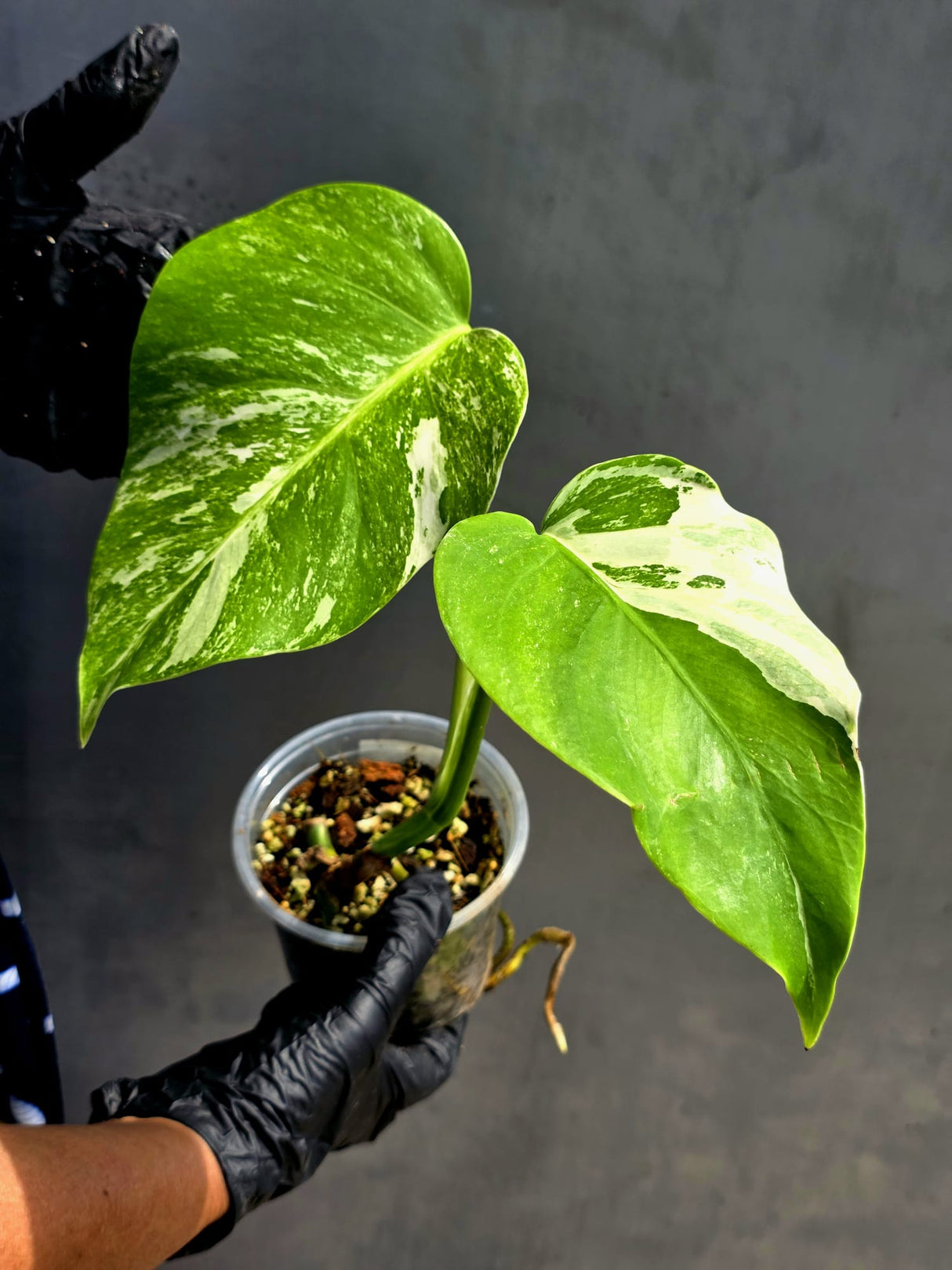 High Variegated Monstera Albo - Rare EXACT Plant - (May-17-62)