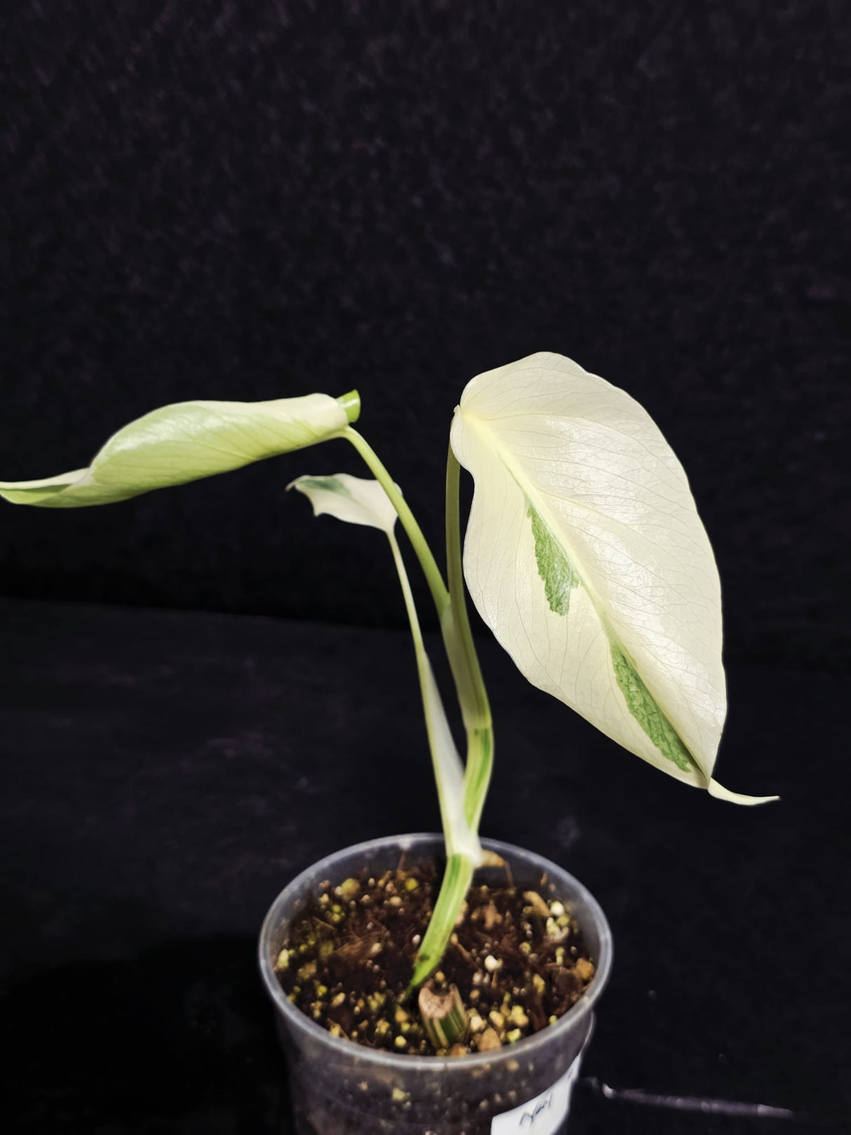Variegated Monstera Albo - Rare EXACT Plant - (May-17-45)