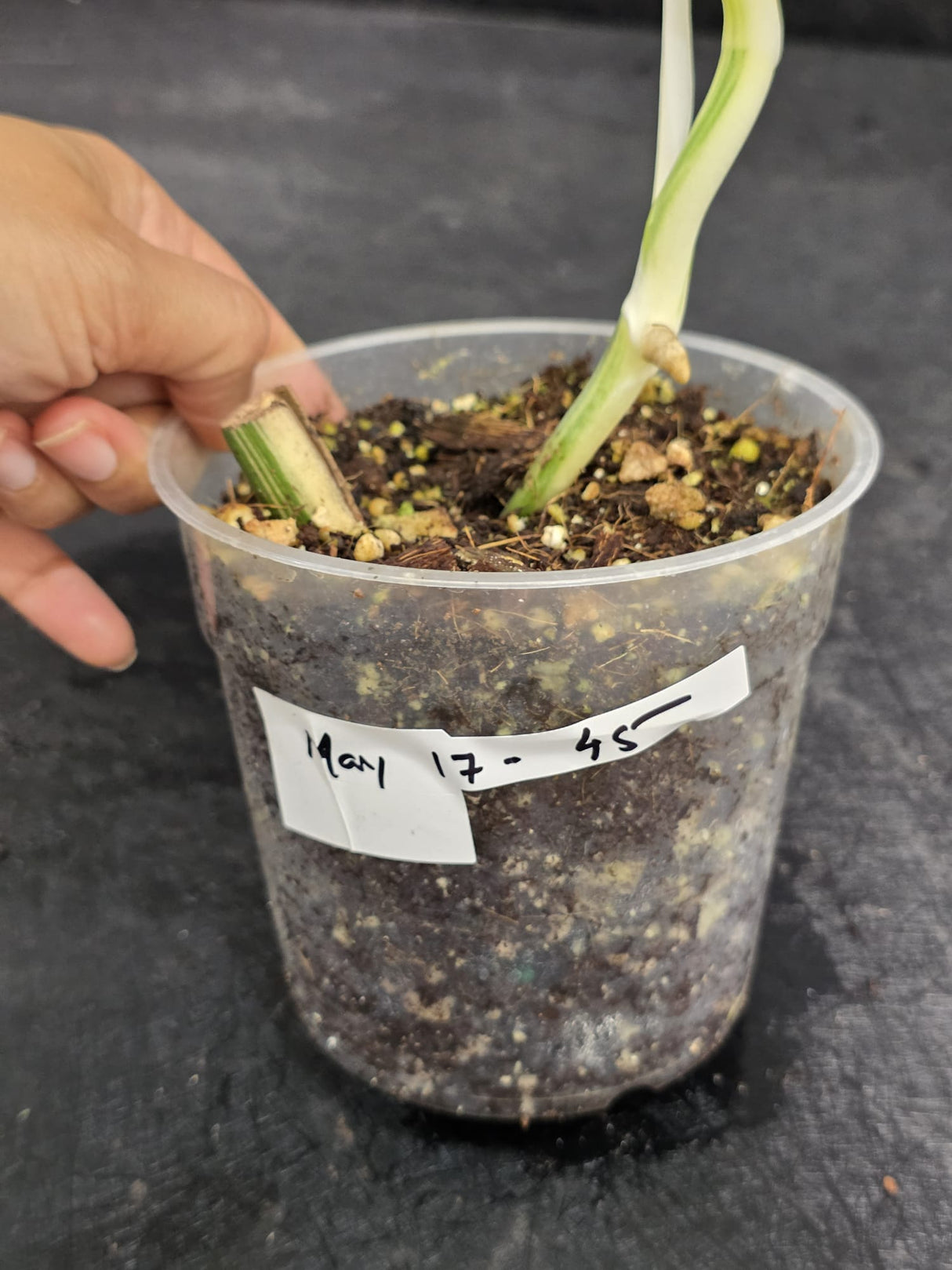 Variegated Monstera Albo - Rare EXACT Plant - (May-17-45)
