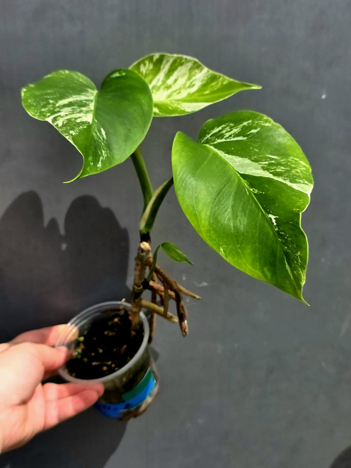 Variegated Monstera Albo - White Monstera - US Seller (May-21-2)