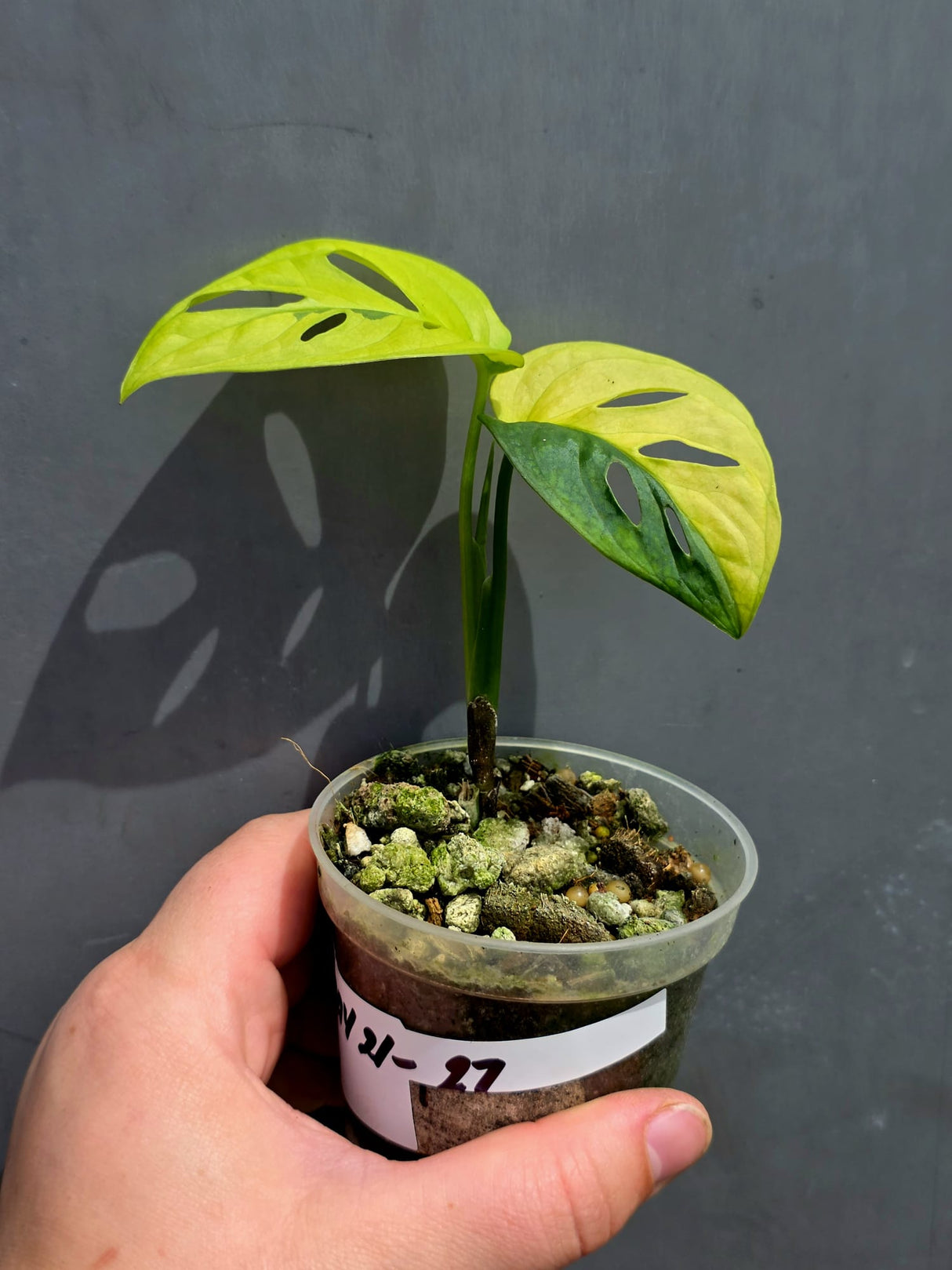 Variegated Monstera Adansonii Albo - Swiss Cheese Plant - US Seller (May-21-27)