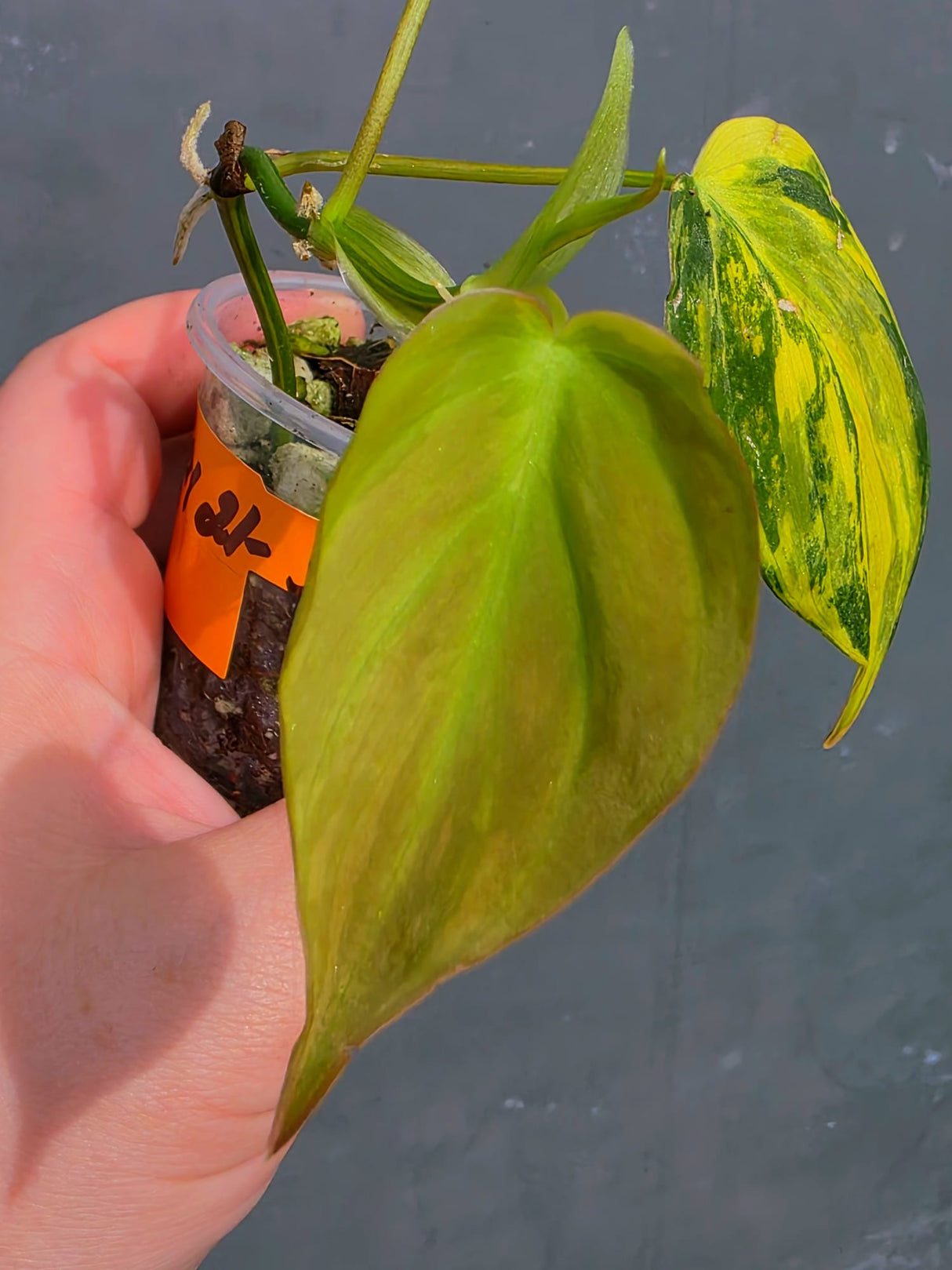 Variegated Philodendron Mican Aurea - Exact Plant - US Seller (May-21-54)