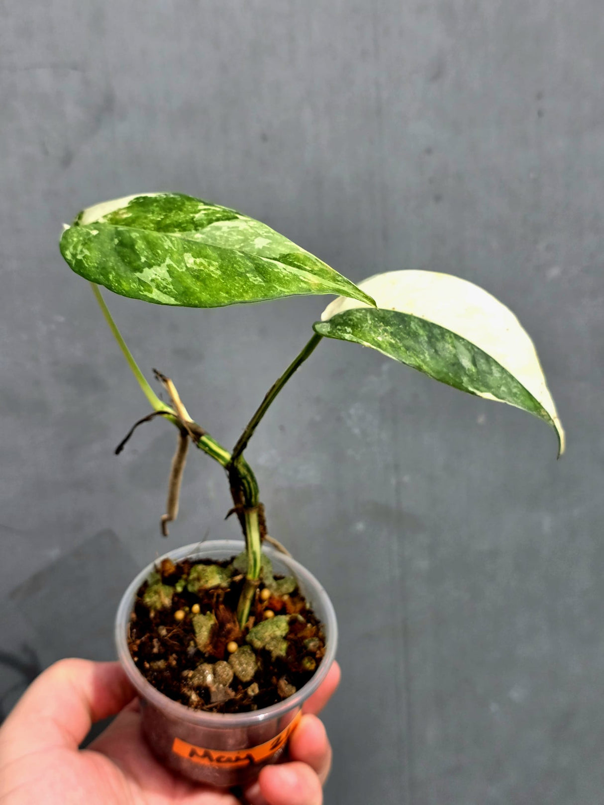RARE Variegated Epipremnum Pinnatum Albo - Exact SAME Plant - US Seller (May-21-63)