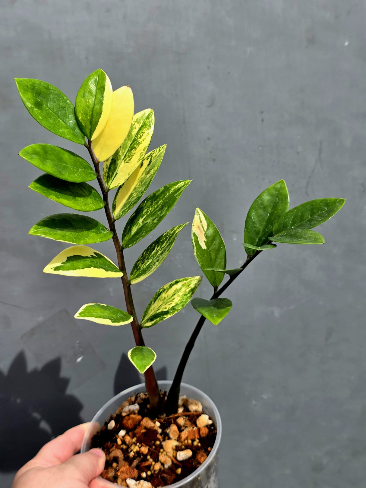 Variegated ZZ Zamioculcas Zamiifolia Gold Live Plant - EXACT Same Plant -(May-21-100)