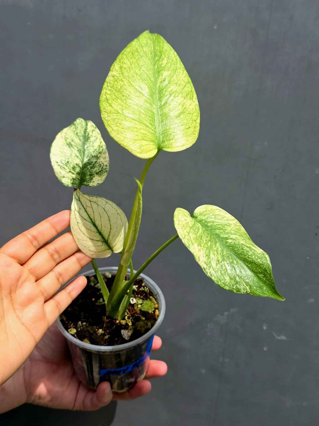 Variegated Monstera Mint Plant - Super Rare EXACT Plant - (May-21-9)