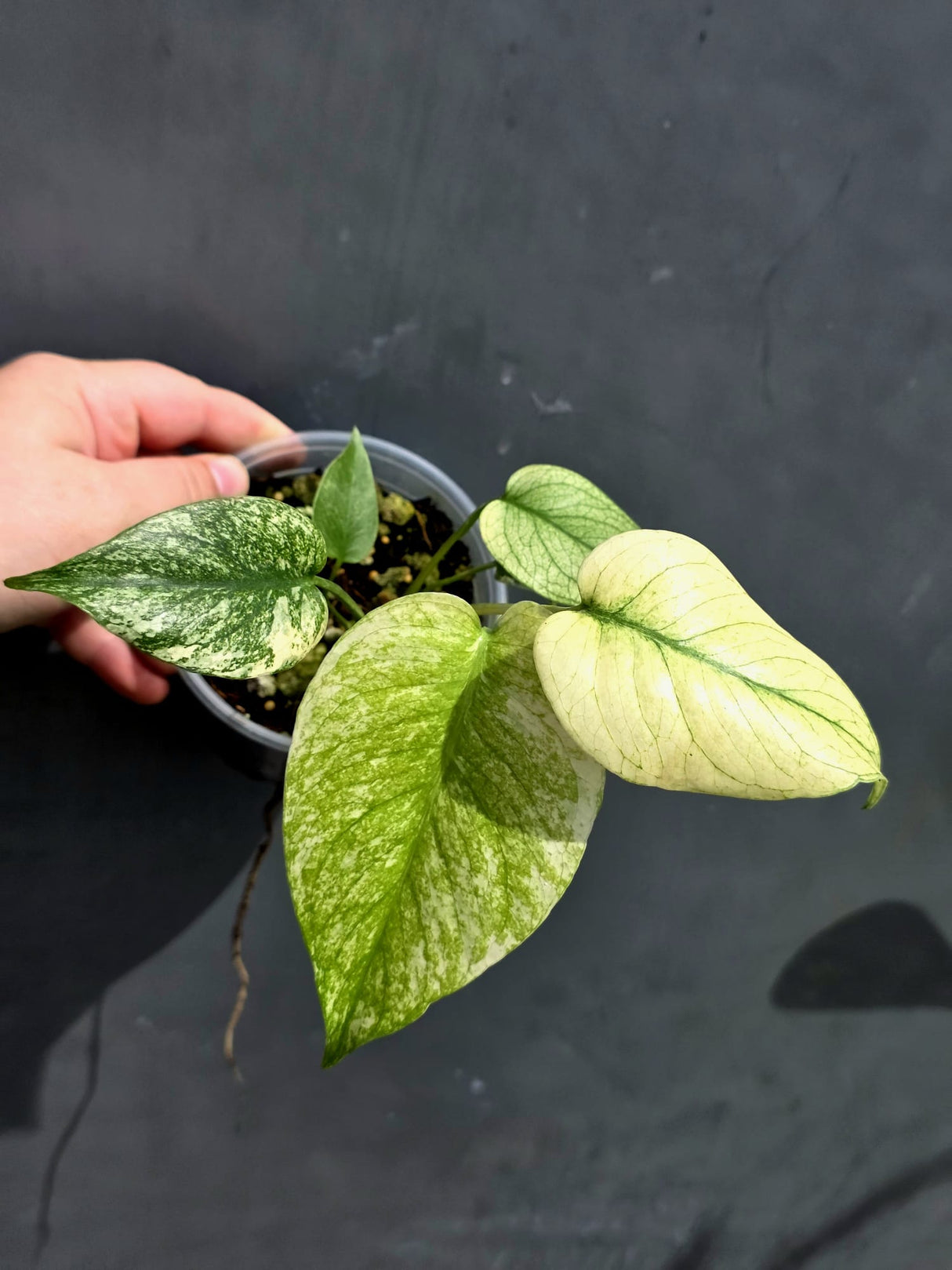 Variegated Monstera Mint Plant - Super Rare EXACT Plant - (May-21-10)