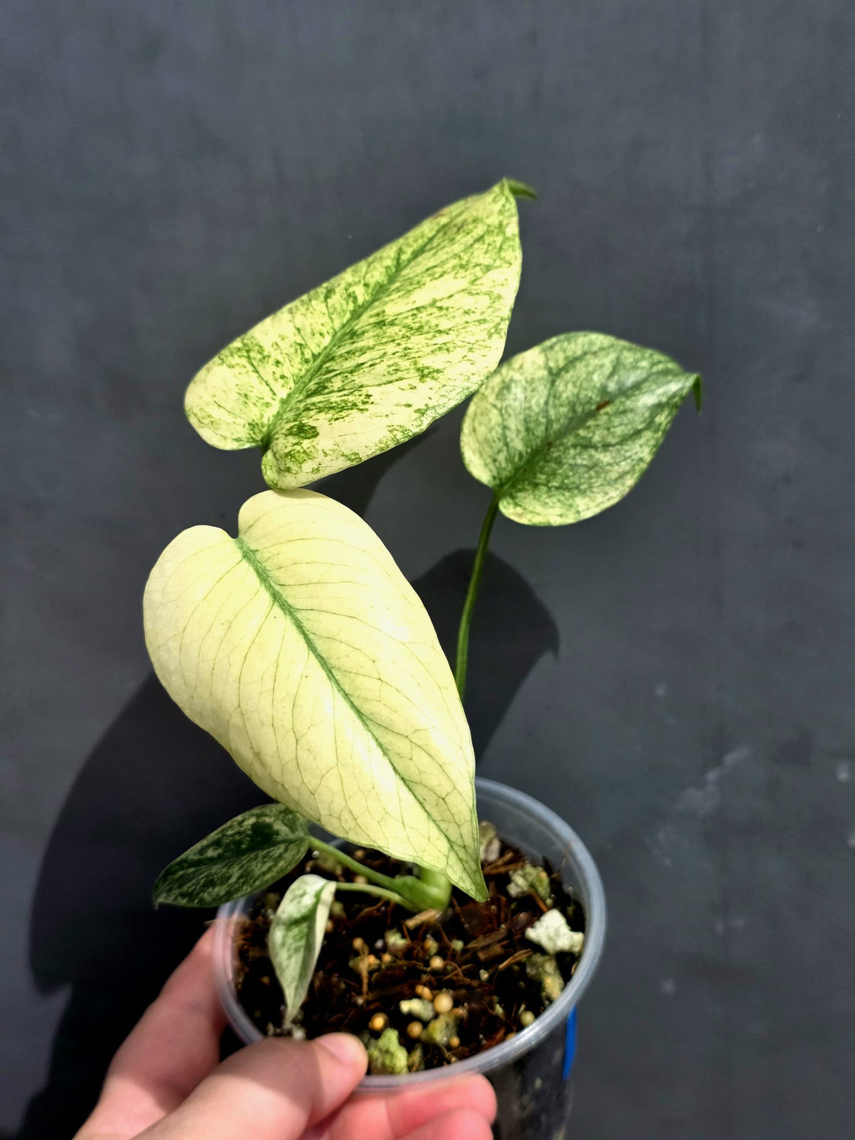 Variegated Monstera Mint Plant - Super Rare EXACT Plant - (May-21-13)