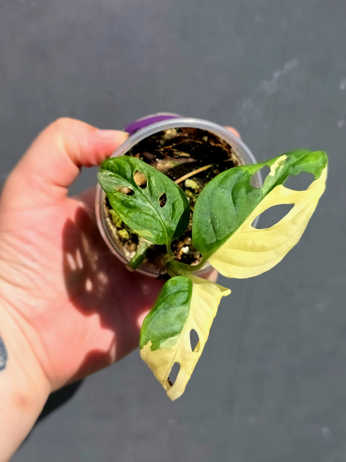 Variegated Monstera Adansonii Albo - Swiss Cheese Plant - (May-29-87)