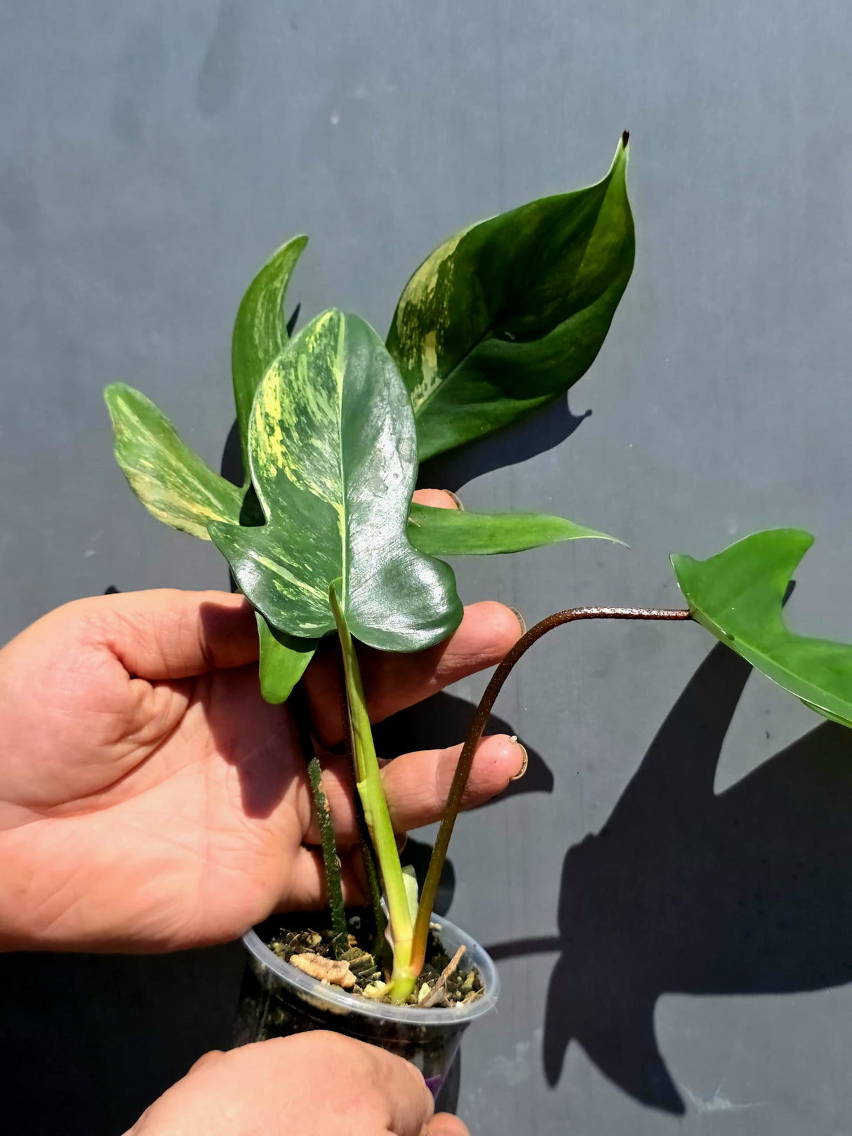 Variegated Philodendron Florida Beauty – Exact Plant – (May-29-89)