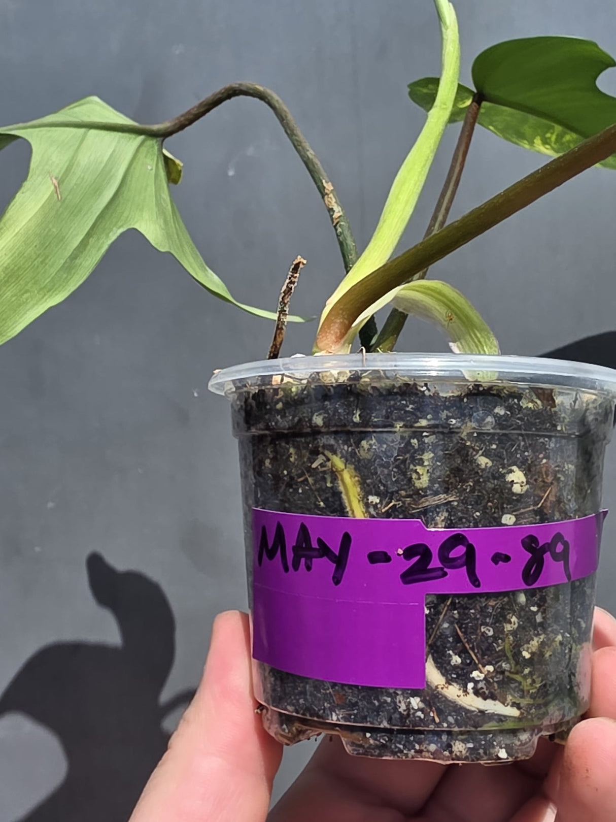 Variegated Philodendron Florida Beauty – Exact Plant – (May-29-89)