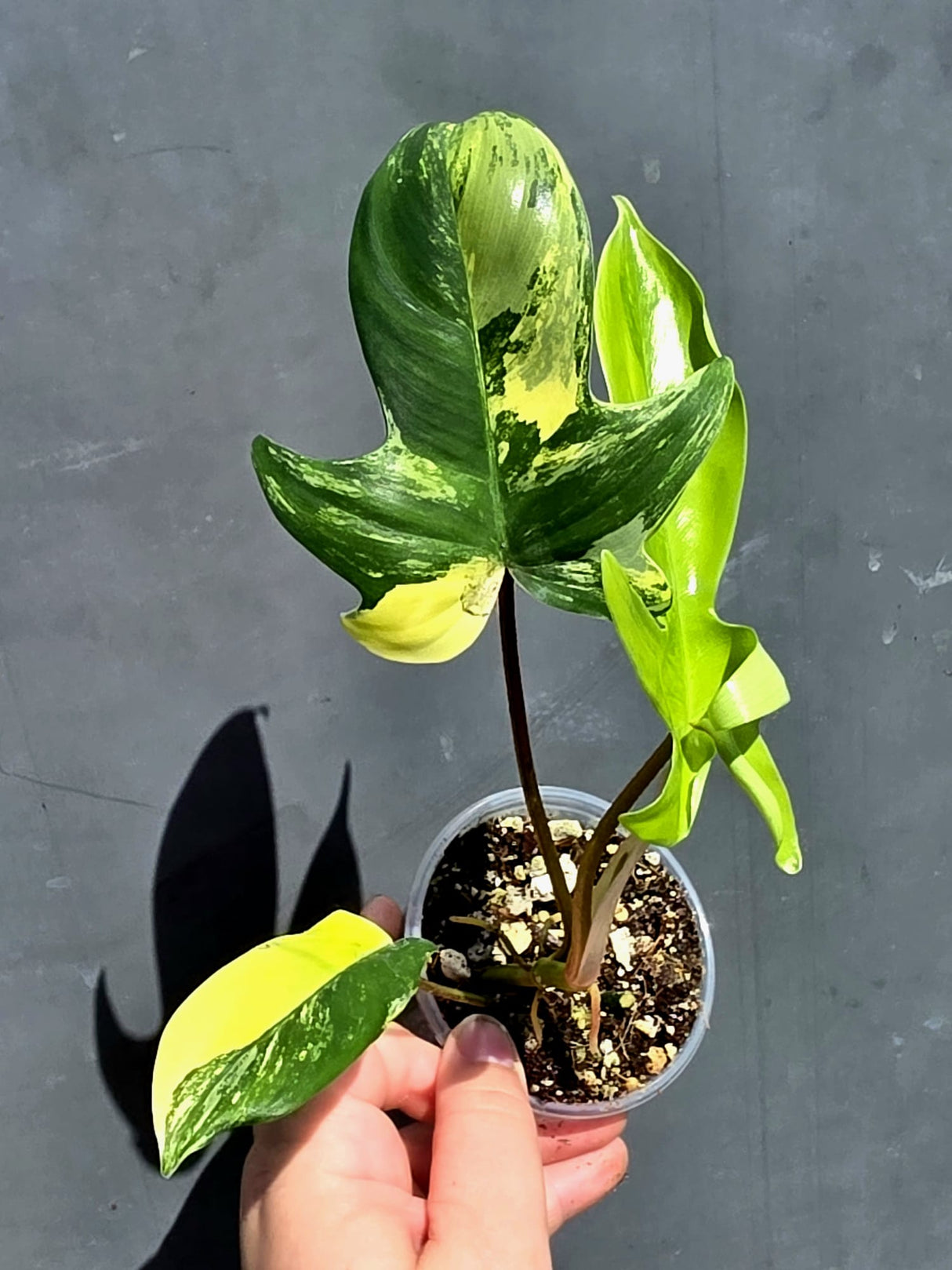 Variegated Philodendron Florida Beauty – Exact Plant – (May-29-90)