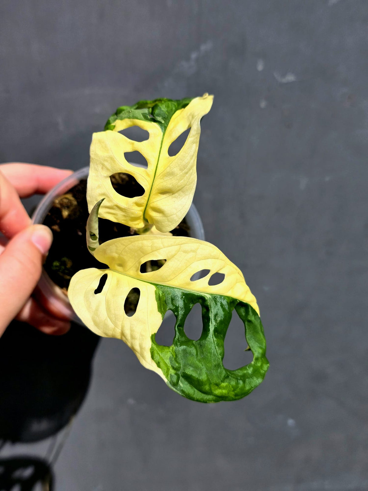 Variegated Monstera Adansonii Albo - Swiss Cheese Plant - (May-29-88)