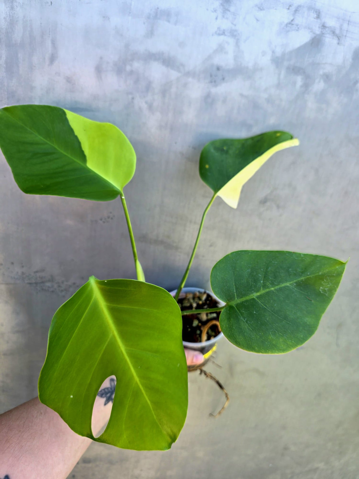 Monstera Aurea Variegated Borsigiana - Rare EXACT Plant - (May-29-12)