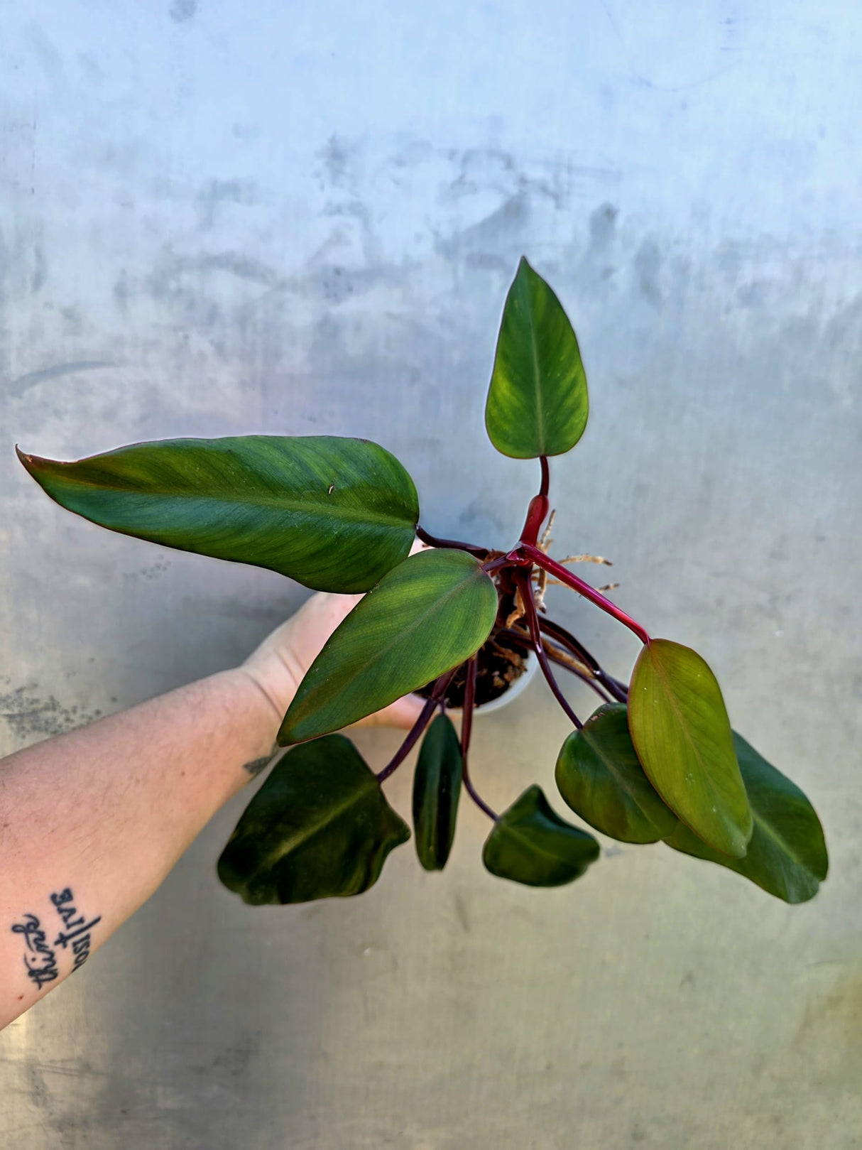 Reverted Philodendron Strawberry Shake - Exact Plant - (May-29-17)