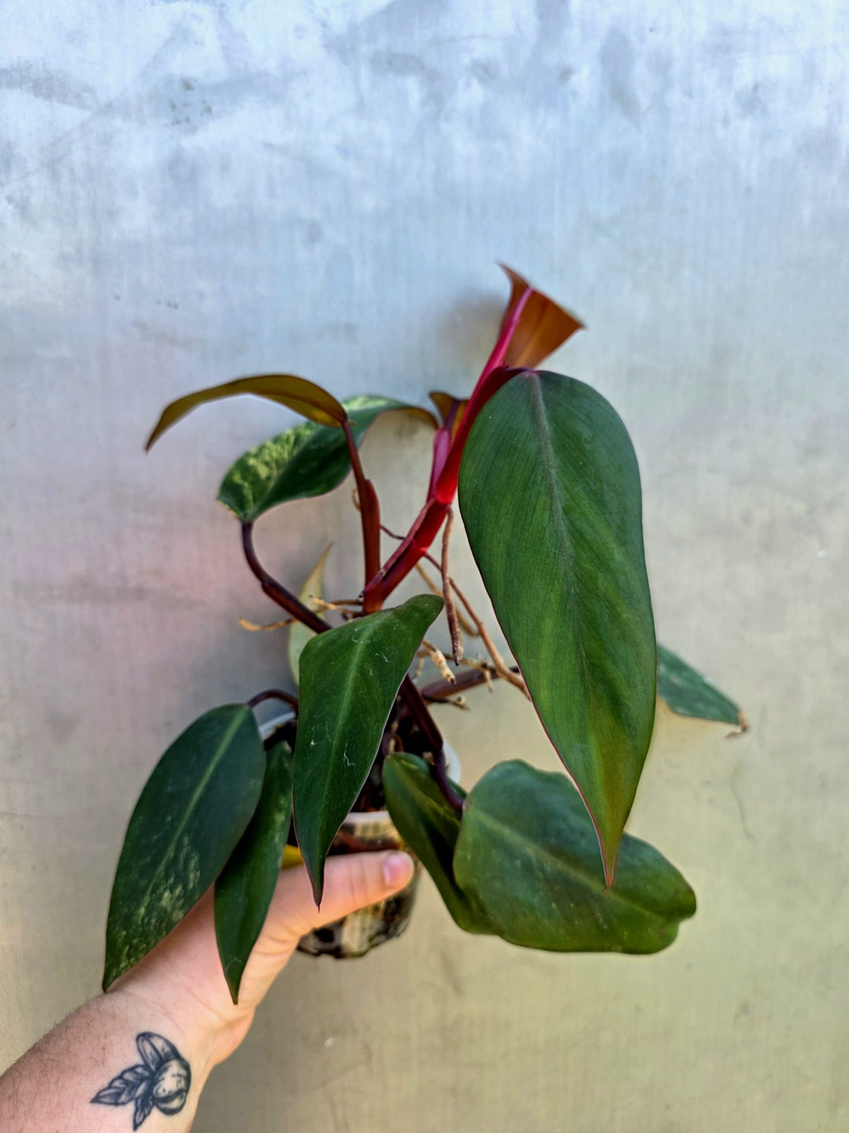 Reverted Philodendron Strawberry Shake - Exact Plant - (May-29-18)