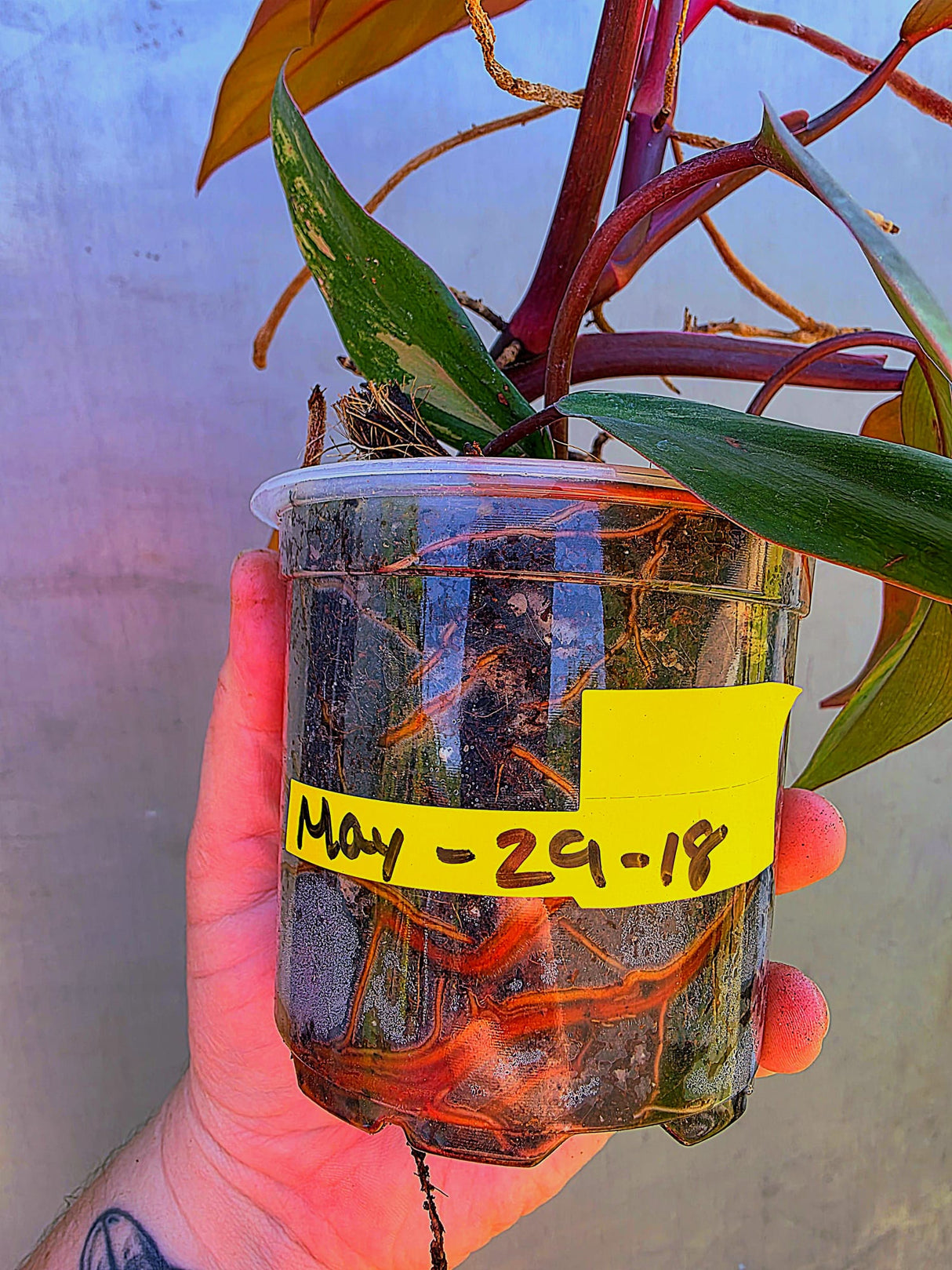 Reverted Philodendron Strawberry Shake - Exact Plant - (May-29-18)
