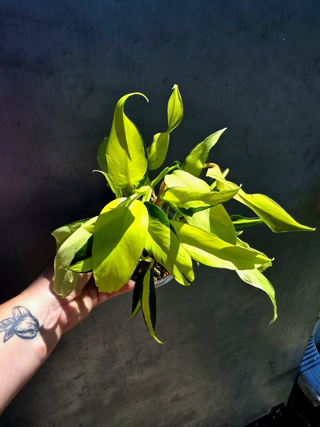 Variegated Philodendron Thai Sunrise - EXACT Plant - (May-29-40)