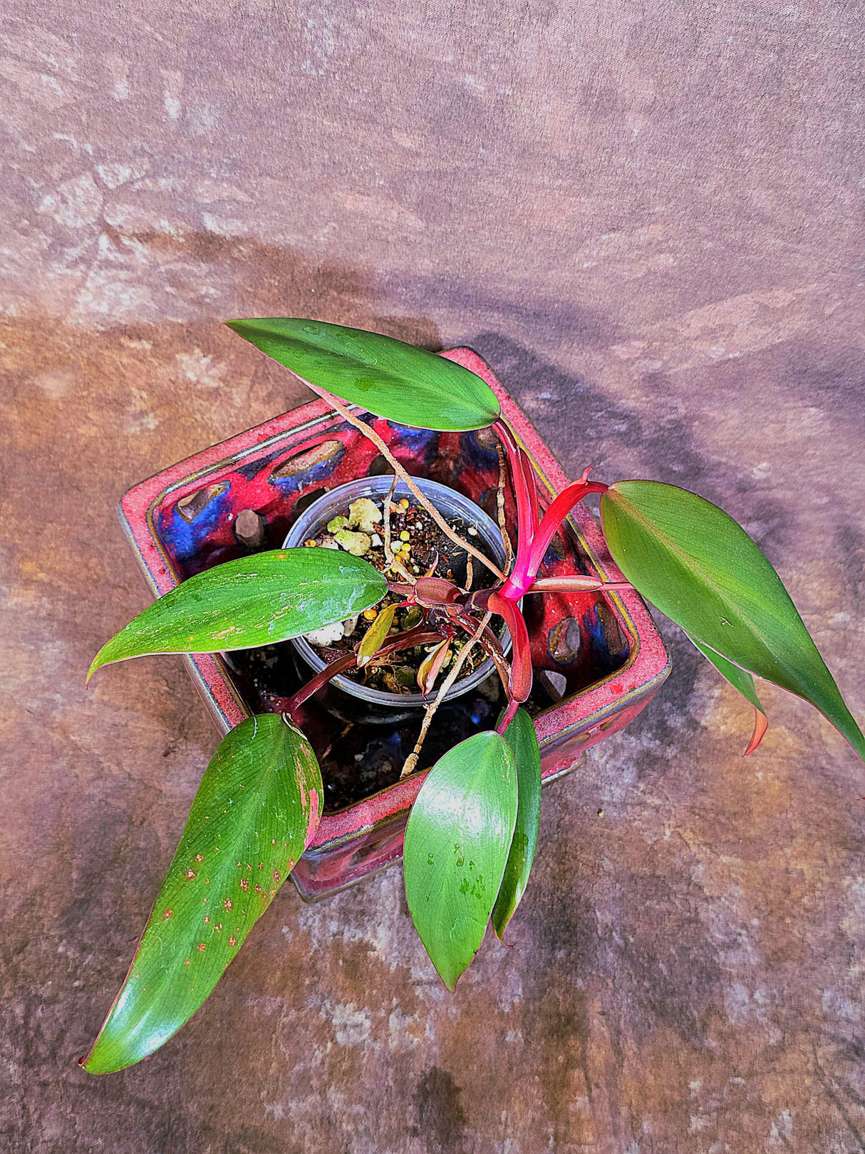 Reverted Philodendron Strawberry Shake - Live Exact Plant - (May-29-46-H)