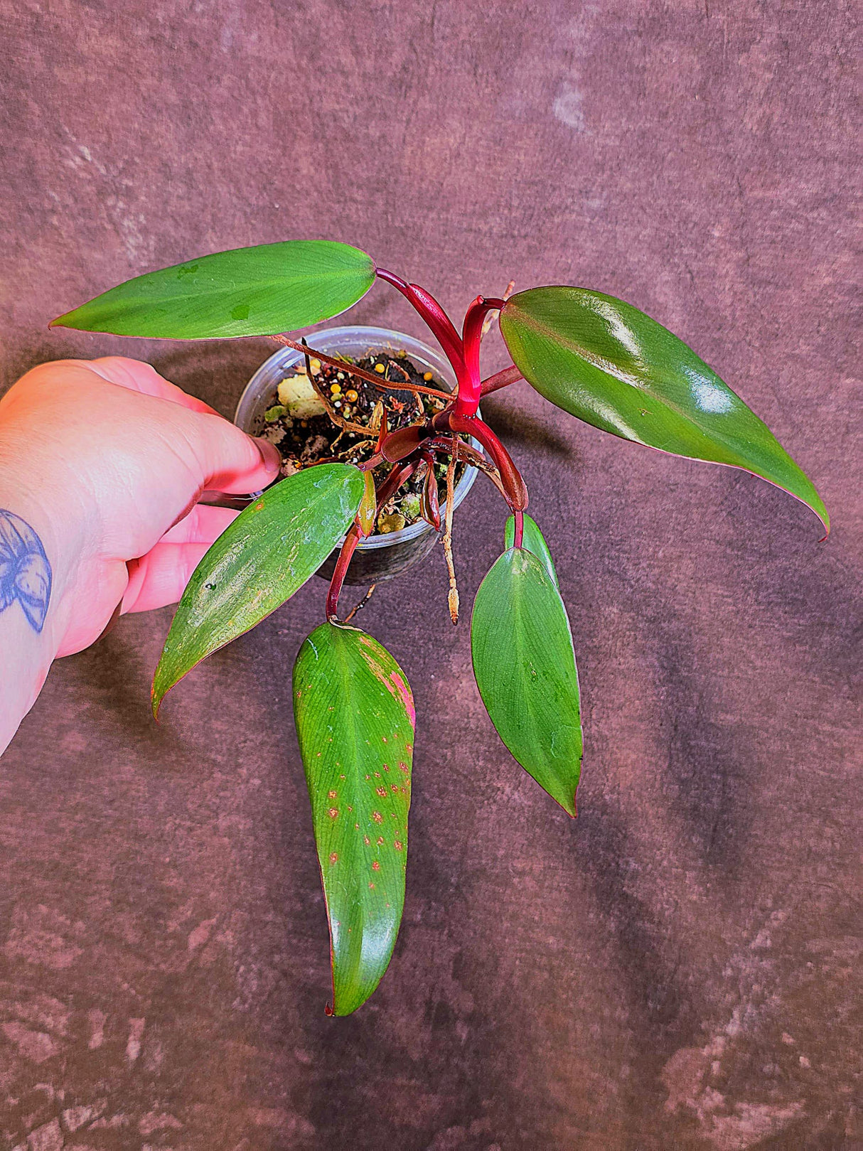 Reverted Philodendron Strawberry Shake - Live Exact Plant - (May-29-46-H)
