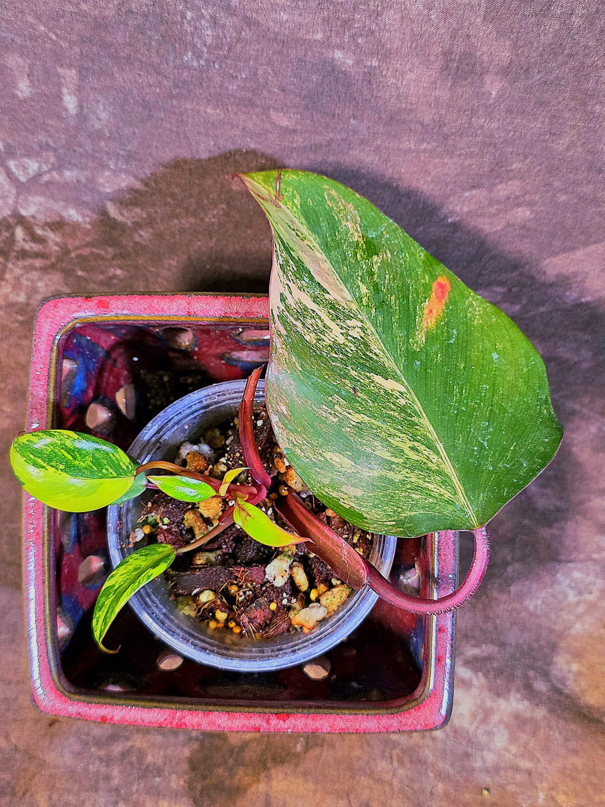 Variegated Philodendron Strawberry Shake - Live Exact Plant - (May-29-47)