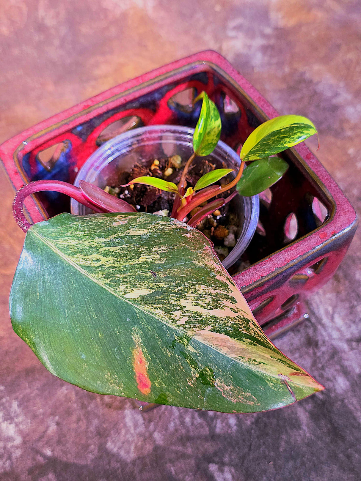 Variegated Philodendron Strawberry Shake - Live Exact Plant - (May-29-47)